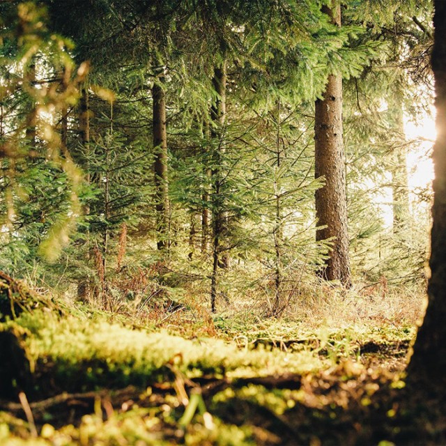 Rives Foret